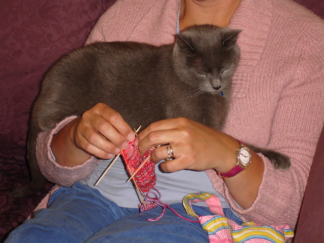 henrycat helps knit 004