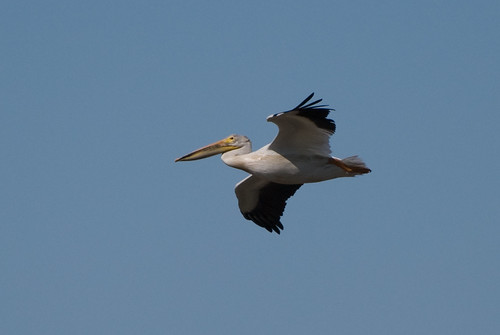Jr Pelican in Flight