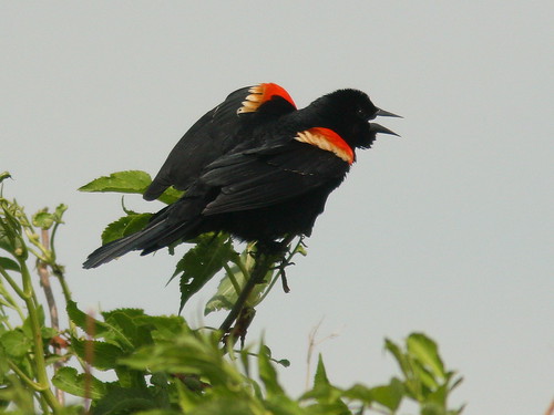 Red-winged Blackbird 20100518