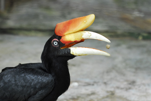 Hornbill eating pellets