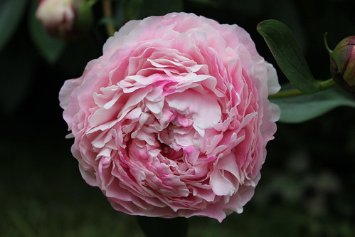 Peony In Flower - May 17th