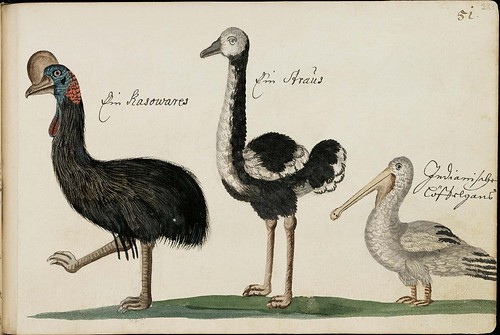 cassowary, ostrich & pelican sketches