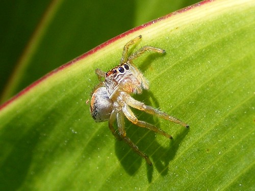 Tiny Jumping Spider - DSCF4146c