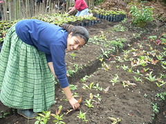 Rebecca gathers tropical oak tree seedlings for another group member to plant in bags of soil.