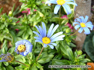 Blue flowers with long petals