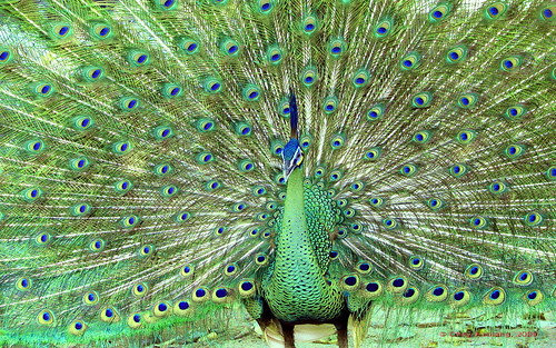 Image result for green peacock