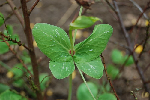 Pea leaf aberrations