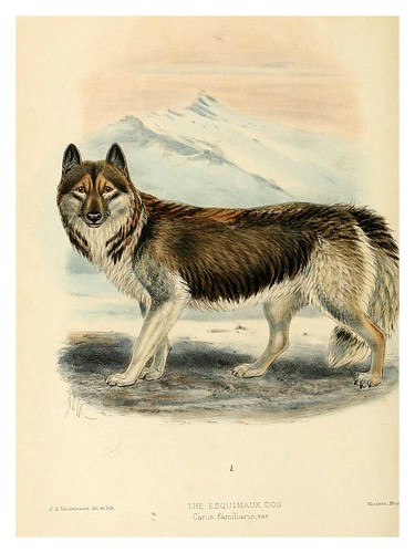 005-el perro esquimal-Dogs jackals wolves and foxes…1890- J.G. Kulemans