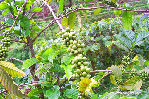 Madiun - Coffee Plantation