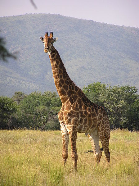 448px-Giraffe_standing