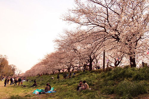 Cherry blossom -Satte no sakura 07-