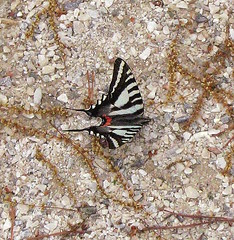Zebra Swallowtail, I think
