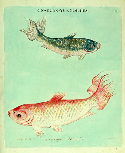 016- El lapislázuli y el Animado-Histoire naturelle des dorades de la Chine-Martinet 1780