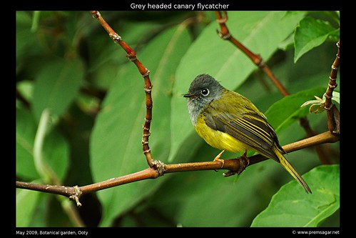 Grey Headed Canary Botanical garden 3
