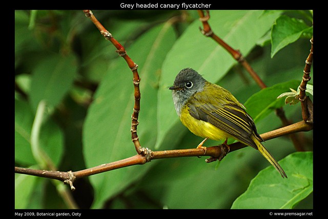 Grey Headed Canary flycatcher 3