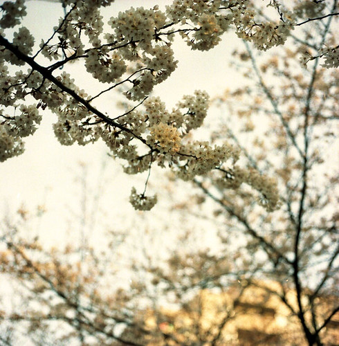 Cherry Blossom Branch Fragments