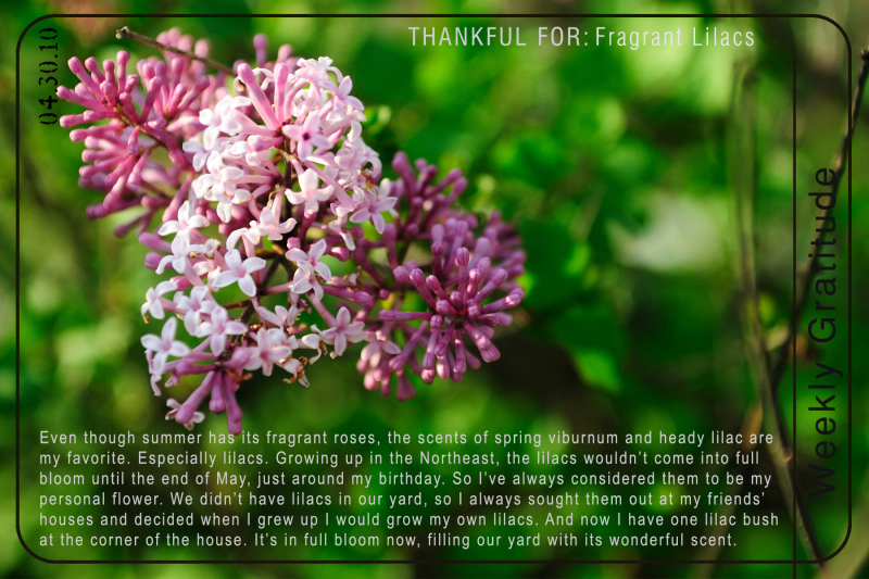 Grateful for Frangrant Lilacs