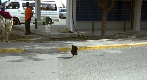 Chicken crossing the road in the Caribbean