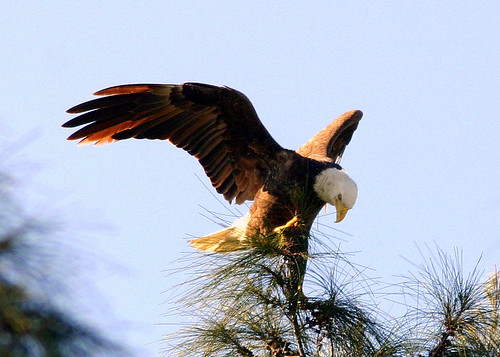 Eagle Wings 20090217