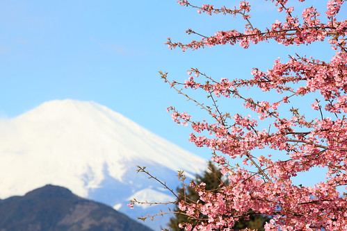Sakura and Mt. Fuji / 桜(さくら)と富士山(ふじさん)