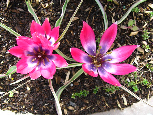 Tulipa hageri or T. humilis 'Little Beauty'