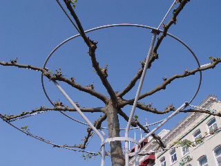 Tree Shaping Close Up