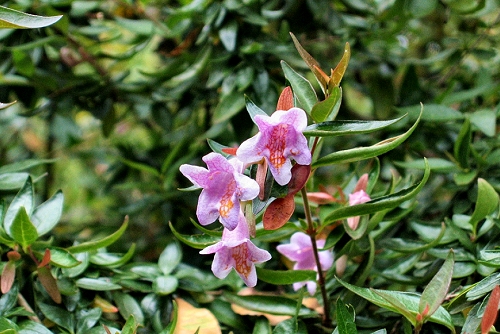 Abelia graebneriana (rq)