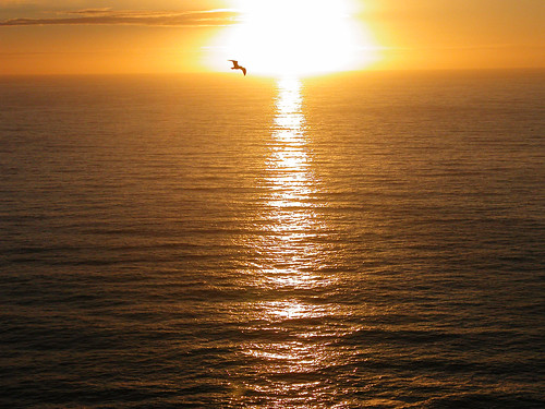 Atardecer y gaviota. Sunset and seagull.