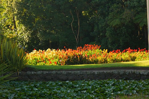 Cannas and Waterlilies