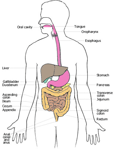 the digestive system diagram labeled. digestive system diagram to
