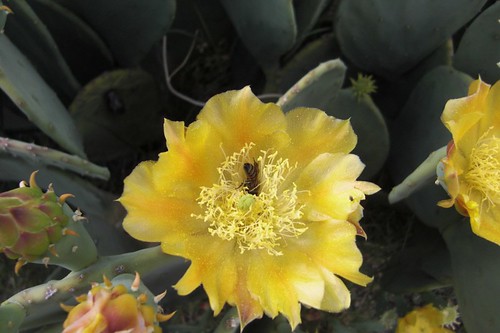Spineless prickly pear flower with bee