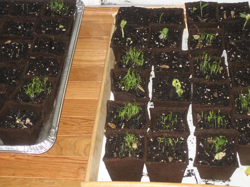 4/26/10 Our seed pots sprouting.