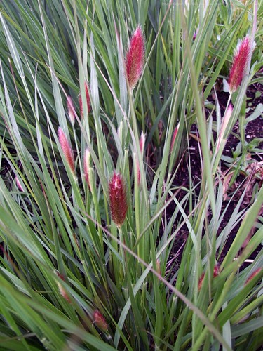 PENNISETUM thunbergii 'Red Buttons'