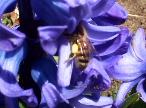 first bee!