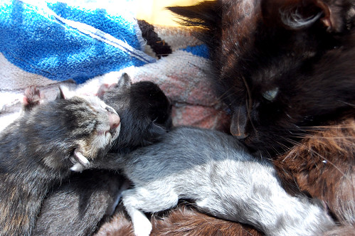 Black Walnut and her kittens