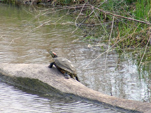 Maumee Bay Painted Turtle