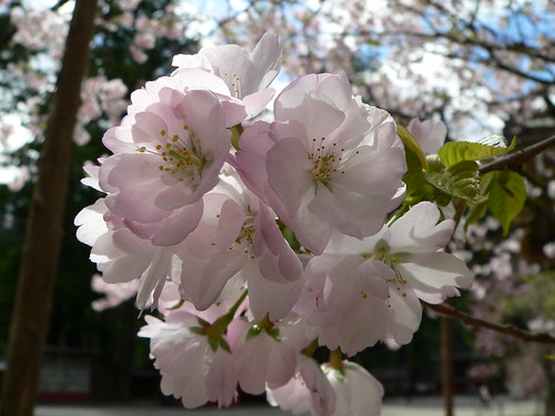 Japanische Kirschblüte 1