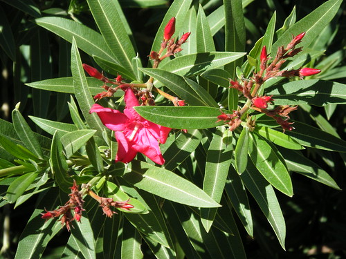 Pink Oleander picture