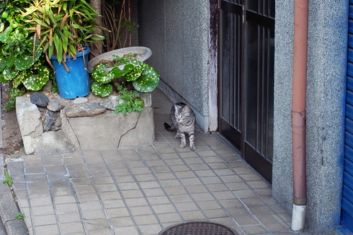 Today's Cat@20090507