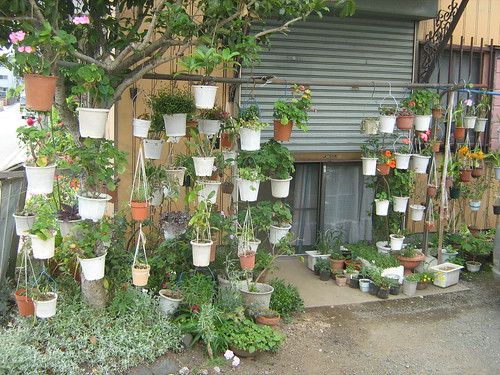 Plants outside a house