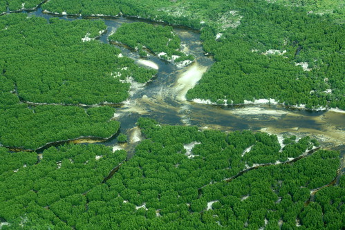 aerial North coast mangroves