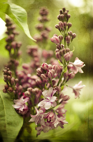 145:365 Lilacs