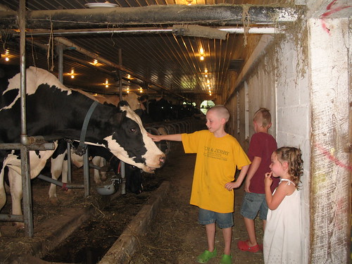 At the dairy farm, learning where milk comes from
