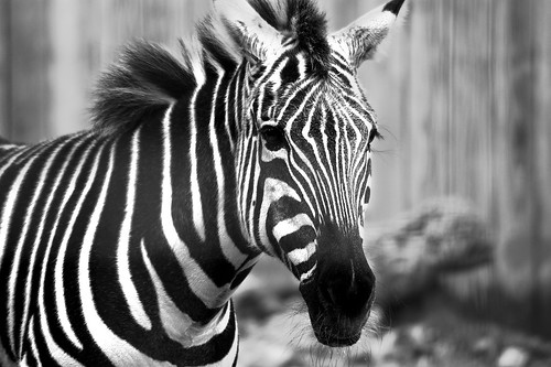  Black and White Zebra -DUH!