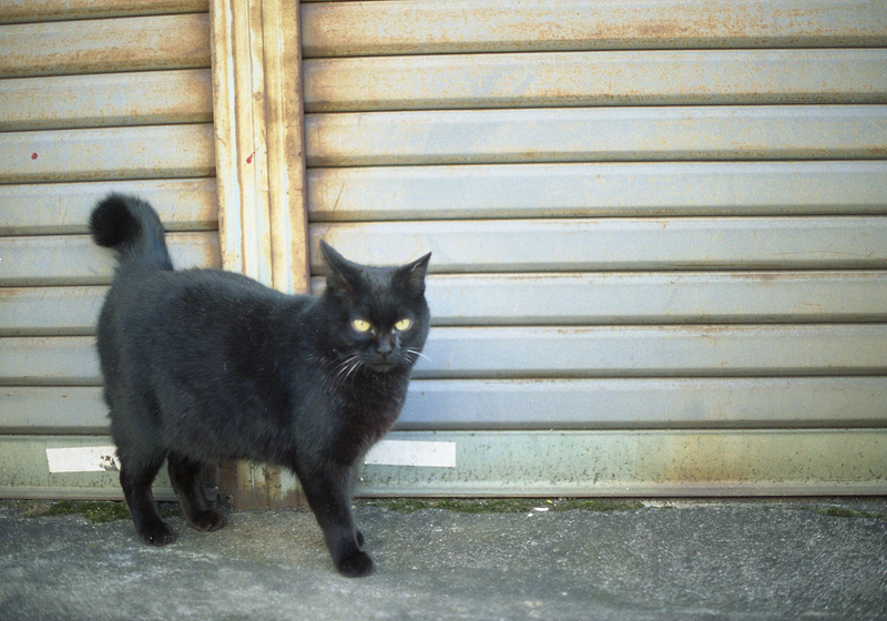 シャッター前の黒猫
