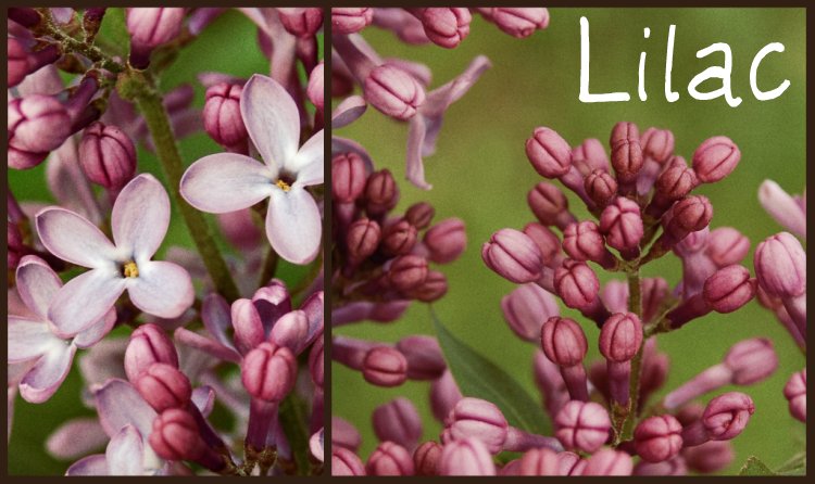 Lilac 2