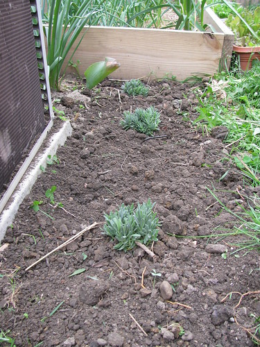 double dug bed, lavendar