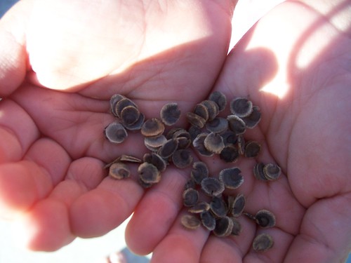 black hollyhock seeds