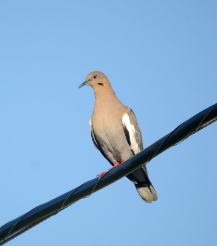 whitewinged dove