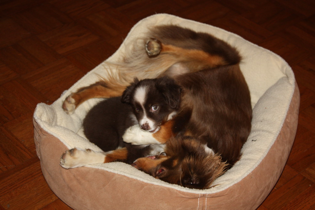 Mini Aussie puppies in bed